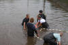 Koi Hunting of Danny's koi caf� november 2008 - Sakai fish farm harvest in mud pond 1  27 