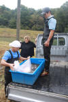 Koi Hunting of Danny's koi caf� november 2008 - Sakai fish farm harvest in mud pond 1  26 