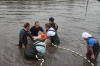 Koi Hunting of Danny's koi caf� november 2008 - Sakai fish farm harvest in mud pond 1  34 