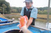 Koi Hunting of Danny's koi caf� november 2008 - Sakai fish farm harvest in mud pond 2  3 
