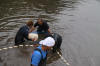 Koi Hunting of Danny's koi caf� november 2008 - Sakai fish farm harvest in mud pond 2  16 