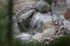 Cascade et bassin de r�ve 3  28 