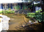 Le jardin aquatique de r�ve du Condroz - Printemps 2003  8 