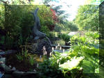 Le jardin aquatique de r�ve du Condroz - Printemps 2003 2  30 