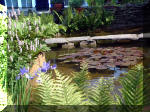 Le jardin aquatique de r�ve du Condroz - Printemps 2003 3  18 