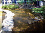 Le jardin aquatique de r�ve du Condroz - Printemps 2003 5  23 