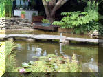 Le jardin aquatique de r�ve du Condroz - Printemps 2003 6  23 