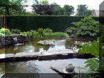Le jardin aquatique de r�ve du Condroz - Printemps 2003 6  30 