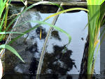 Le jardin aquatique de r�ve du Condroz - Printemps 2003 7  14 