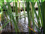 Le jardin aquatique de r�ve du Condroz - Printemps 2003 7  13 