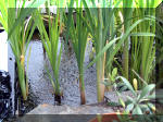 Le jardin aquatique de r�ve du Condroz - Printemps 2003 7  17 