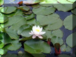 Le jardin aquatique de r�ve du Condroz - Printemps 2003 7  22 