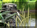 Le jardin aquatique de r�ve du Condroz - Printemps 2003 8  12 