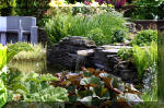 Le jardin aquatique de r�ve du Condroz - Printemps 2004 9  3 