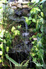 Jardins aquatiques de r�ve en ville 1  14 