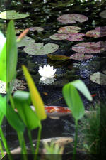 Jardins aquatiques de r�ve en ville 1  3 