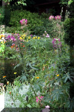 Jardins aquatiques de r�ve en ville 2  33 