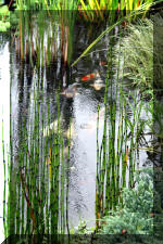 Jardins aquatiques de r�ve en ville 2  19 