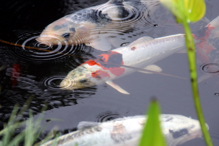 Jardins aquatiques de r�ve en ville 2  1 