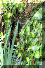 Jardins aquatiques de r�ve en ville 2  7 