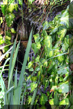 Jardins aquatiques de r�ve en ville 2  3 