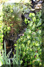 Jardins aquatiques de r�ve en ville 2  5 