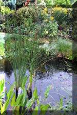 Jardins aquatiques de r�ve en ville 3  29 