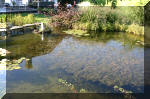 Le jardin aquatique de Scoubidou automne 2005  11 