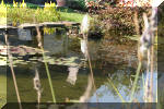Le jardin aquatique de Scoubidou automne 2005  14 
