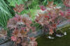 Miroir d'eau Aqualife - bassin de jardin de d�monstration 1   22 