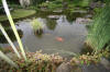 Miroir d'eau Aqualife - bassin de jardin de d�monstration 3  5 