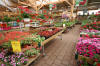 Les Jardins de Belle Ville - Les fleurs et p�pini�re  25 