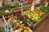 Les Jardins de Belle Ville - Les fleurs et p�pini�re  24 