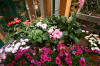 Les Jardins de Belle Ville - Les fleurs et p�pini�re  22 
