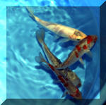 biotop le sp�cialiste du ko� de qualit�  14 