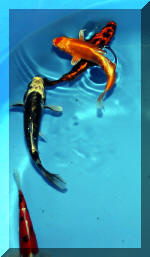 biotop le sp�cialiste du ko� de qualit�  12 