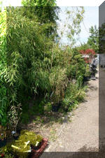 Bonsa� Service LA SERREBonsa� Service LA DECO  4 