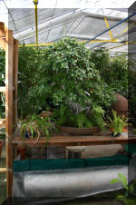 Bonsa� service c'est bien s�r un grand choix de BONSAI  13 