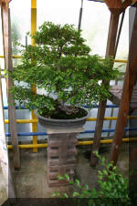 Bonsa� service c'est bien s�r un grand choix de BONSAI  11 