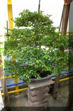 Bonsa� service c'est bien s�r un grand choix de BONSAI  9 