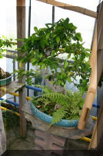 Bonsa� service c'est bien s�r un grand choix de BONSAI  7 