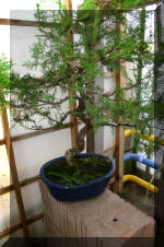 Bonsa� service c'est bien s�r un grand choix de BONSAI  4 