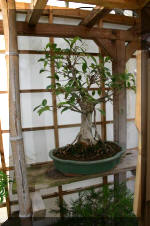 Bonsa� service c'est bien s�r un grand choix de BONSAI  3 