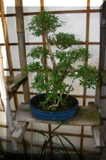 Bonsa� service c'est bien s�r un grand choix de BONSAI  6 