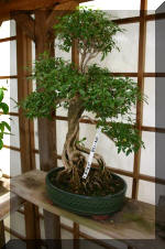 Bonsa� service c'est bien s�r un grand choix de BONSAI  12 