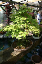 Bonsa� service c'est bien s�r un grand choix  18 