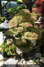 Bonsa� service c'est bien s�r un grand choix IMAGES  5 