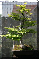 Bonsa� service c'est bien s�r un grand choix IMAGES  6 