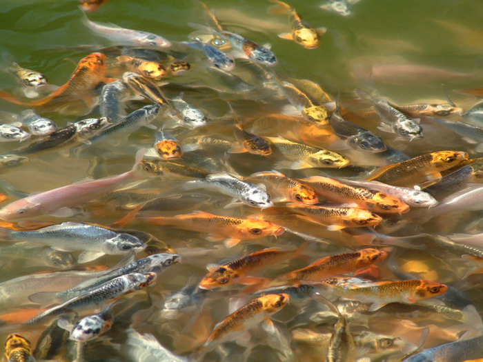 Holvoet Les ko� des bassins ext�rieurs  1 