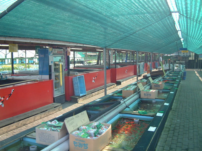 Holvoet Les ko� des bacs  1 